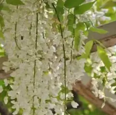 ☆ネコポス☆ 【ポット苗】 白藤 ☆ 大ぶりな花でめずらしい花色が魅力のサムネイル