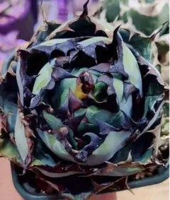 ガ*M様 多肉植物　アガベ チタノタ BB 藍鯨子株　100 株コースセット アガベ チタノタ BB錦 ブラック&ブルー中斑 レア 超コンパクト