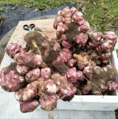 Eco農倶楽部　赤菊芋　3KG　洋姜