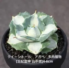 むぎちょこ様 リクエスト 2点 まとめ商品