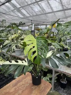 2025年最新】ボルシギアナ ミントの人気アイテム - メルカリ