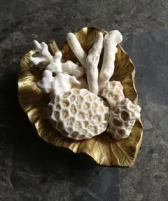 小さな 珊瑚 さんセット⑭ 貝殻　アロマストーン　アロマディフューザー　珊瑚礁