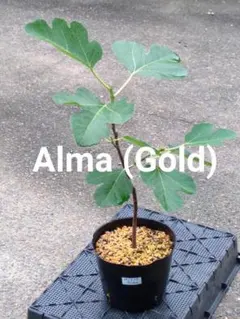 【結実確認済】Alma(Gold)　海外流通品種　イチジク苗木　６号　①のサムネイル