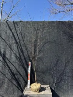 2026年最新】山採りの人気アイテム - メルカリ