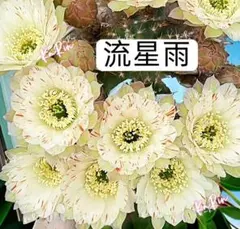79-白牡丹 蕾あり 超人気花サボテン ロビビア属 カキコ - メルカリ