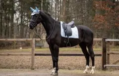 Item thumbnail for item 48945076-af49-4257-9957-c6661164b04f