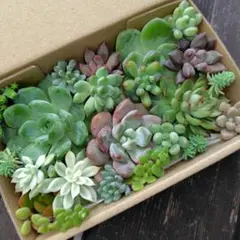 2025年最新】女雛錦の人気アイテム - メルカリ