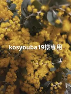 kosyouba19様専用 パールアカシアミモザフレッシュ 80サイズ