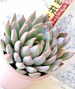 【メルカリ便】桜鬼つき　おらいさん　レア品種葉挿しセット　11点 メルカリ便】桜鬼つき おらいさん レア品種葉挿しセット 11点