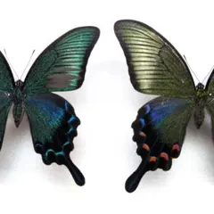 蝶標本 美麗ミヤマカラスアゲハ夏型♂♀ 北海道産 採集品良品