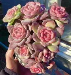 2025年最新】韓国苗多肉植物の人気アイテム - メルカリ