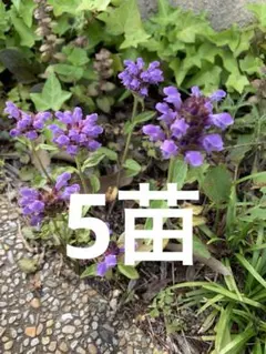ハーブ農家直送】タイム（ロンギカウリス）56ポット セット 数量変更