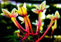 【♪余剰苗特売市♪】富貴蘭　蜜柑の花 ♪余剰苗特売市♪】富貴蘭 蜜柑の花 - メルカリ