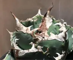 2025年最新】ブルーダイヤモンド アガベの人気アイテム - メルカリ