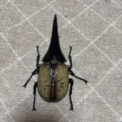 いきもの大図鑑アドバンス　ヘラクレス・ヘラクレス　ガシャポン版