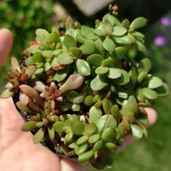 多肉植物 エケベリア 紅稚児 抜き苗 - メルカリ