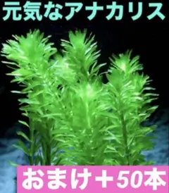 2026年最新】アナカリスの人気アイテム - メルカリ