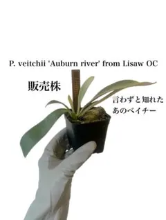 2026年最新】p.veitchii auburn riverの人気アイテム - メルカリ