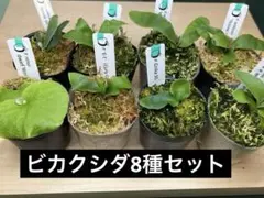 Totoro spore トトロ 2026年最新】totoro sporeの人気アイテム - メルカリ