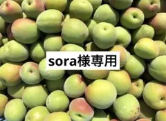 【sora様専用】和歌山県産　南高梅　約6㎏