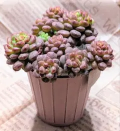 えーさん様 リクエスト 4点 まとめ商品