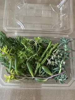 セダム詰め合わせ　多肉植物