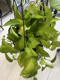 きのした。様 リクエスト 2点 まとめ商品