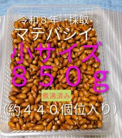 どんぐり　木の実　マテバシイ 小サイズ ８５０g(約４４０個位)