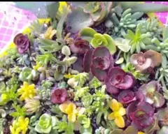 多肉植物セダムカット苗300本多種ちまちま寄せ植えグランドカバー♥セールのサムネイル