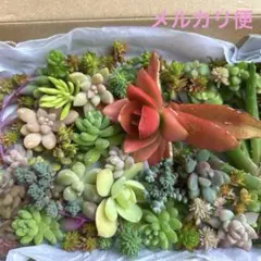 多肉植物 　カット苗たっぷり詰め合わせセット 初心者　セダム　多肉弁当