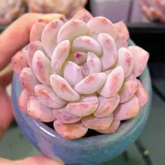 オレンジモンロー 韓国苗 多肉植物 エケベリア - メルカリ