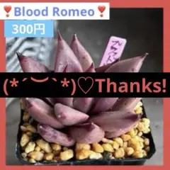 2025年最新】多肉植物販売の人気アイテム - メルカリ