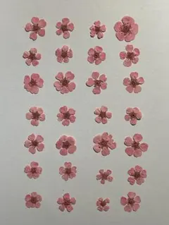 押し花素材パック　コデマリ（ピンク）28個入 No1054
