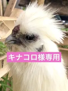 キナコロ様専用です