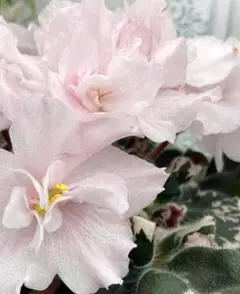 м*е様 セントポーリア AB (AV) Mint Ice м*е様 セントポーリア AB (AV) Mint Ice - メルカリ