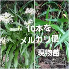 2025年最新】花苗の人気アイテム - メルカリ