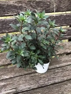 m様　リクエスト　3点　まとめ商品