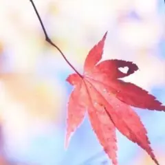 セットアップ レディース 上下セット ニット セーター トップス パンツ