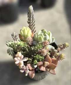 多肉植物❄︎セダム❄︎エケベリア❄︎抜き苗6cmポット