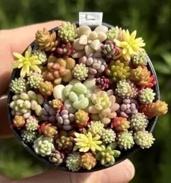 2026年最新】多肉植物 苗セットの人気アイテム - メルカリ