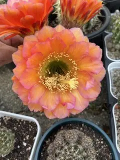 輸入苗 opuntia lagunae オプンチア サボテン 多肉植物 大極殿 - メルカリ