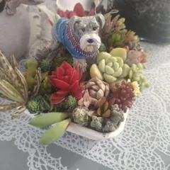 ☆多肉植物☆寄せ植え☆そのまま飾れる☆シュナウザー☆カウボーイハット付☆