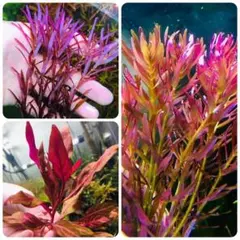 メルカリ便 ○xyris sp red水中葉子株1株 水草 ADA 水槽 - メルカリ