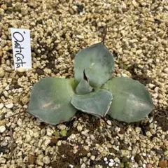 2025年最新】アガベ オバティフォリアの人気アイテム - メルカリ