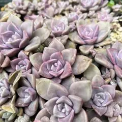 多肉植物 パープルディライト 6株 美苗 抜き苗 - メルカリ