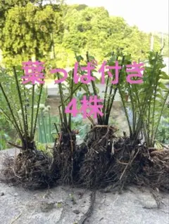 산채 스크럽 모종 쿠고미 재고 4주 (소형)
