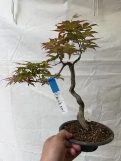 【ガチ盆栽】紅千鳥もみじ　実生　太幹　文人幹　樹高30cm 2026年最新】紅千鳥もみじの人気アイテム - メルカリ