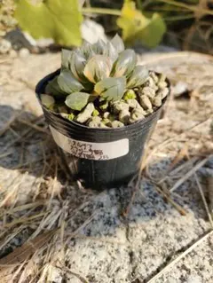 ハオルチア　オブツーサ錦　氷灯錦　28