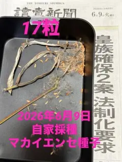 2026年最新】マカイエンセ現地球の人気アイテム - メルカリ