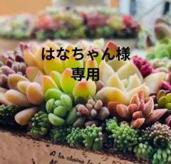 ミニトートバッグ⭐ブーケd・c・d　3点